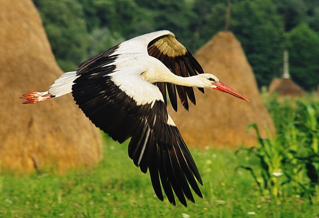 Danube-Delta-Romania-romania-35216091-2859-1957
