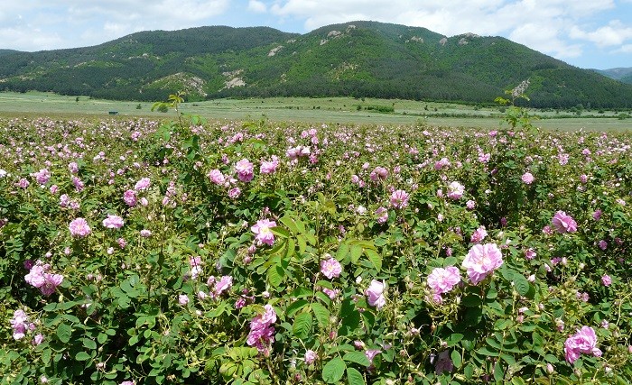 Valley-of-Roses