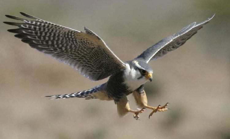 Falco peregrinus