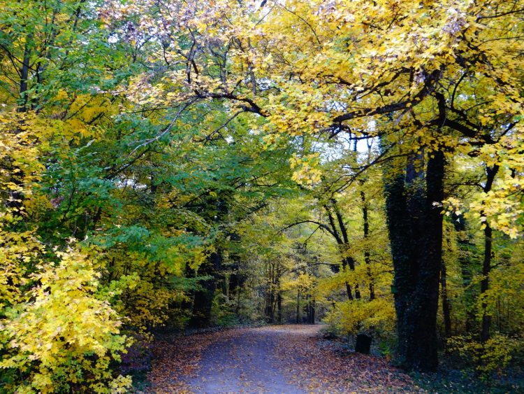 Parcul Dendrologic Bazos