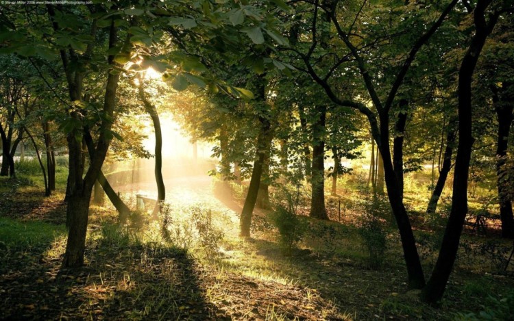 Paduri virgine Romania 3