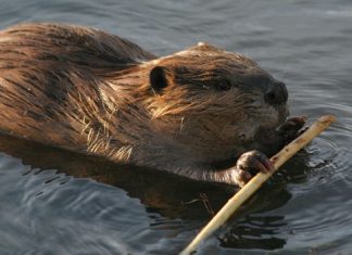 Castorul s-a întors în Delta Dunării, după o absenţă de aproape 200 de ani