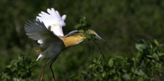 Mlaştina Satchinez , comoara supranumită și Delta Banatului