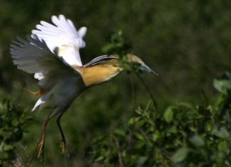 Mlaştina Satchinez , comoara supranumită și Delta Banatului
