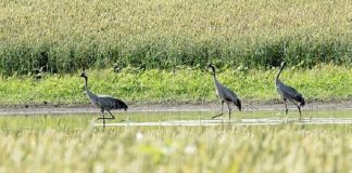 Tărâmul ascuns din vestul României unde te simți ca-n Deltă