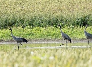 Tărâmul ascuns din vestul României unde te simți ca-n Deltă