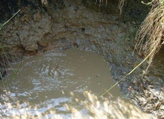 Vulcanii noroioşi de la Pişchia, una dintre minunile Banatului