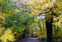 Oaza de verdeaţă de lângă Timişoara