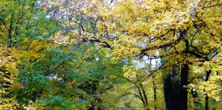 Oaza de verdeaţă de lângă Timişoara