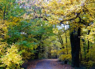 Oaza de verdeaţă de lângă Timişoara