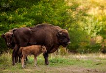 Rezervaţia de zimbri de la Haţeg