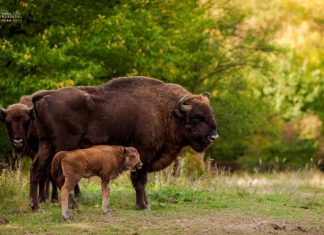 Rezervaţia de zimbri de la Haţeg