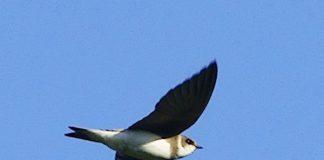 Rezervaţia naturală Râpa cu lăstuni din Valea Divici