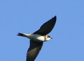 Rezervaţia naturală Râpa cu lăstuni din Valea Divici