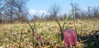 Lunca Pogănişului – singurul loc din România unde înflorește laleaua pestriță