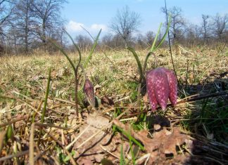 Lunca Pogănişului – singurul loc din România unde înflorește laleaua pestriță