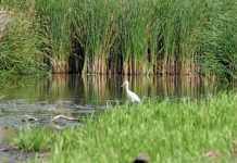 Rezervaţia ornitologică Satchinez