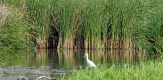 Rezervaţia ornitologică Satchinez