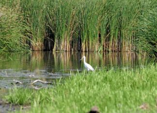 Rezervaţia ornitologică Satchinez