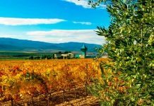 Tur viticol în Alicante – unde poți găsi vinurile care au făcut celebră provincia încă din secolul XVII