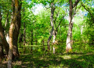 Pădurea Letea – jungla din Delta Dunării