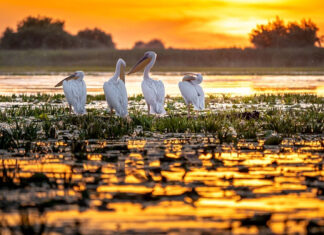Numărul turiştilor din Deltă a scăzut cu peste un sfert faţă de anul trecut